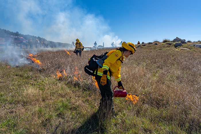 A member of the California State Parks burn crew carefully sets fire during a prescribed burn operation at Salt Point State Park on Oct. 31. Photo from California State Parks